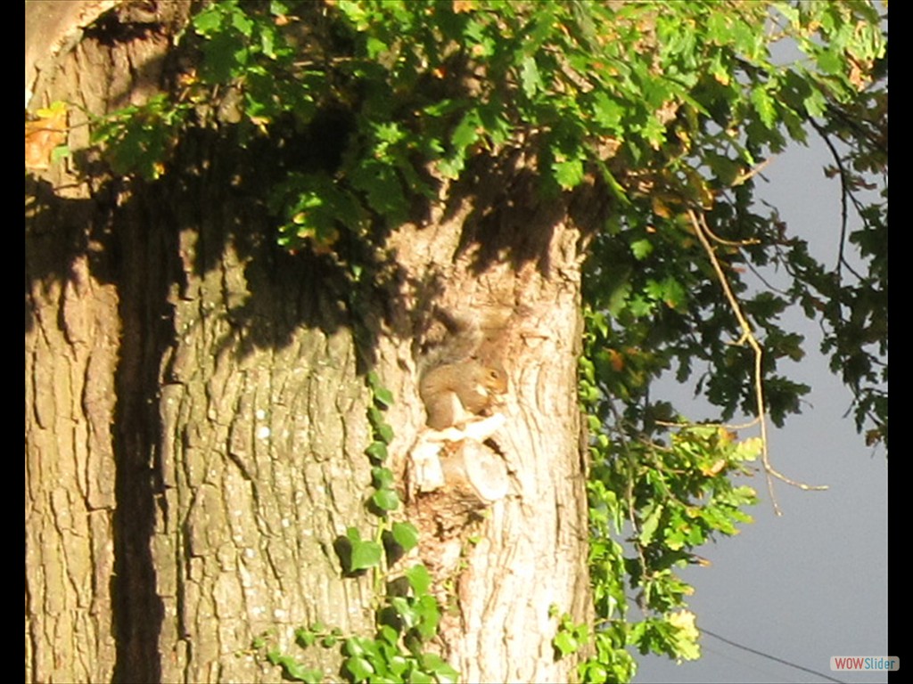 06a Brockhampton squirrel